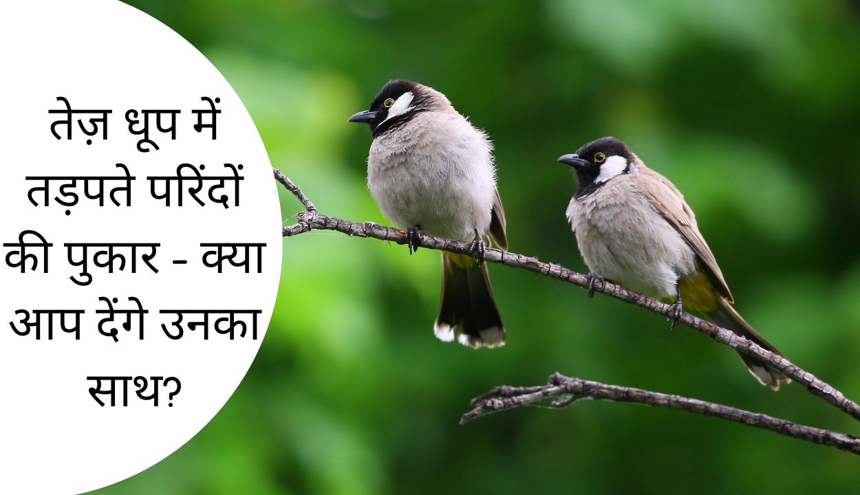 तेज़ धूप में तड़पते परिंदों की पुकार
