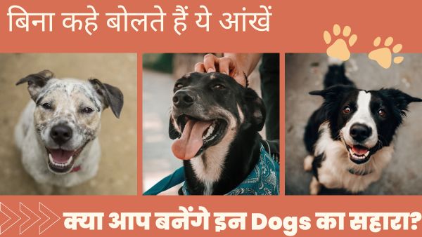 आवारा Dogs, बिना कहे बोलते हैं ये आंखें – क्या आप बनेंगे इनका सहारा?